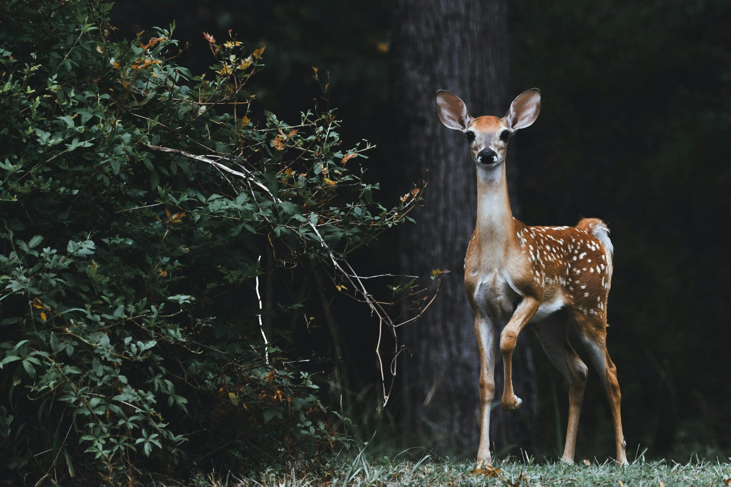 Golden Triangle Whitetails