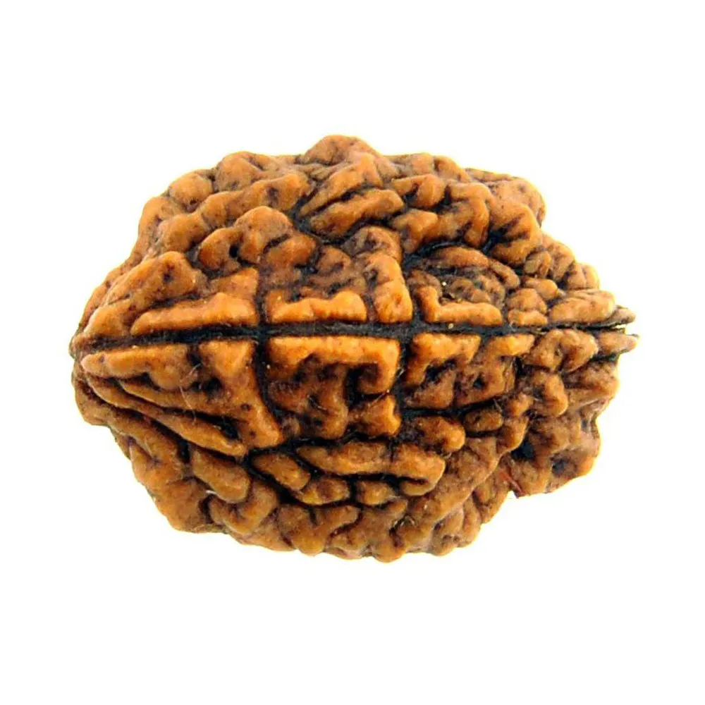 How 2 Mukhi Rudraksha Can Transform Your Life: Benefits And Uses