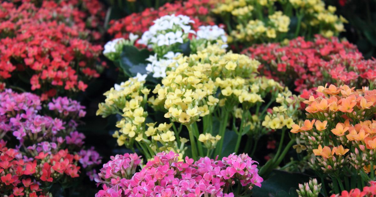 Mercado-de-la-Floricultura-en-Colombia