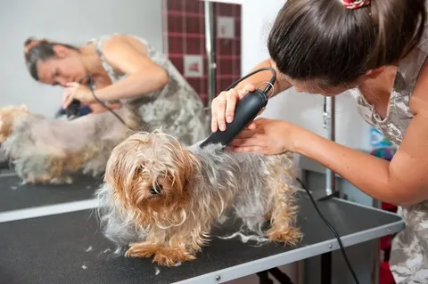 pet groomer