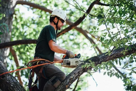 tree service