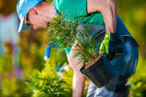 Tree installation experts