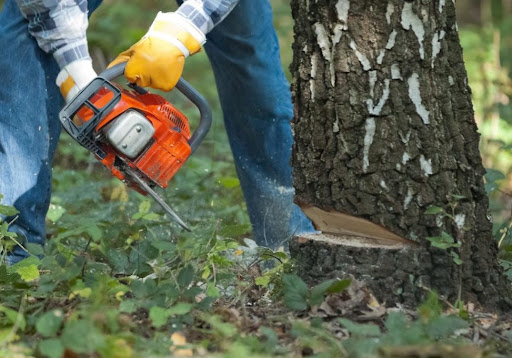 Columbus tree services